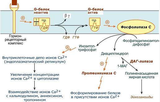 Антидиуретический гормон (адг) – функции, анализ на вазопрессин, недостаток, избыток вазопрессина