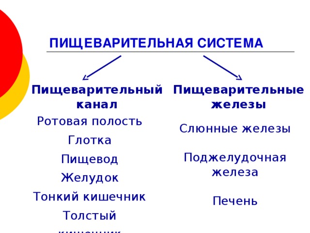 Что переваривает желчь