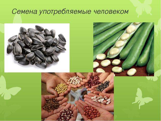 Бактерии – самые древнейшие организмы на земле