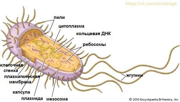 Бактерии