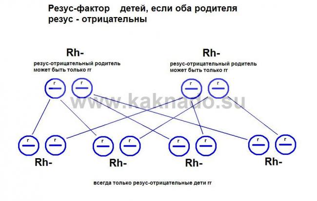 резус-принадлежность крови: как её определяют