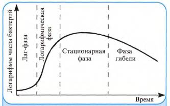 Рост и размножение бактерий