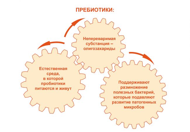 Пробиотики (эубиотики)