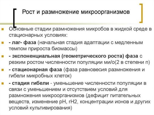 Бактерии