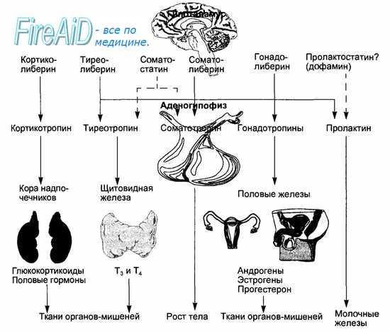 Анализ крови на актг (адренокортикотропный гормон). признаки повышения и снижения гормона, норма по возрасту, методика определения. как подготовится к тесту? :: polismed.com