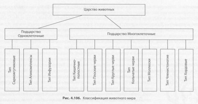 Строение и классификация простейших одноклеточных организмов