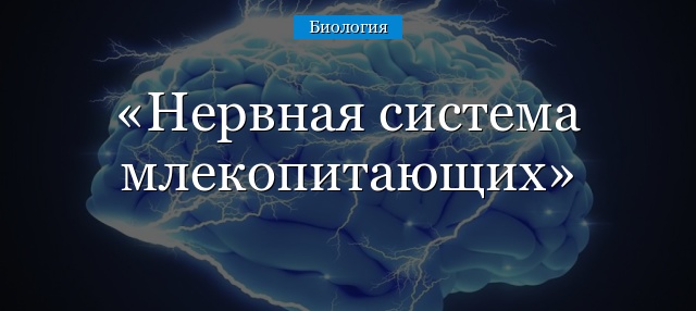 Анатомия: периферический отдел парасимпатической нервной системы.
