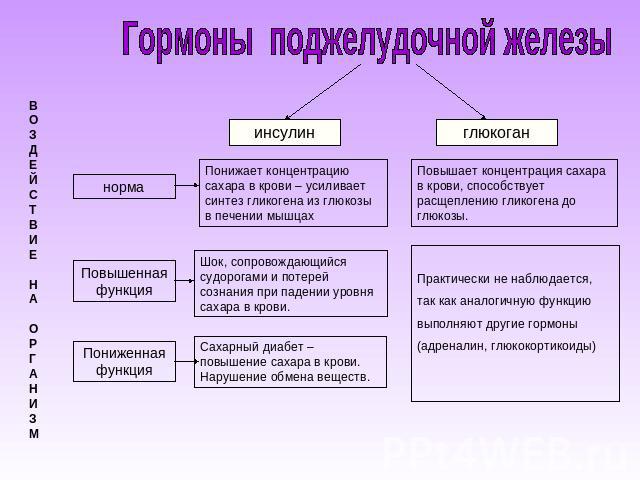 Клетки поджелудочной железы вырабатывающие глюкагон