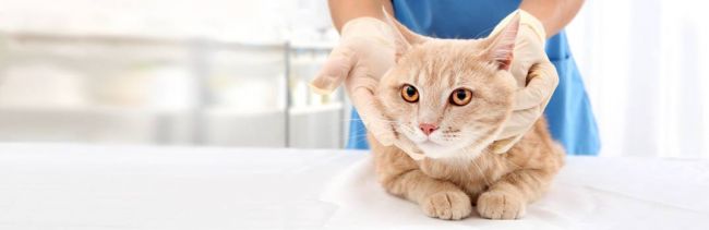 Инфекционные болезни кошек
