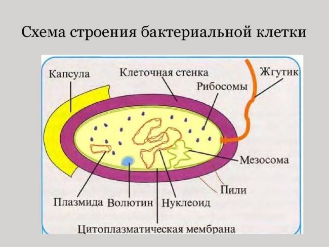 «все могут короли…», или многообразие бактериальных свойств