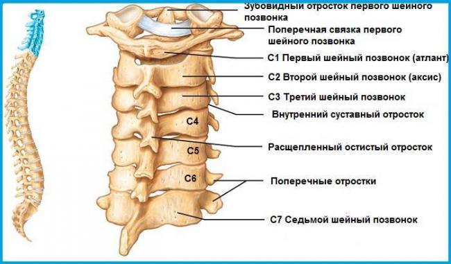 Защемление нерва в шейном отделе: причины, симптомы и лечение
