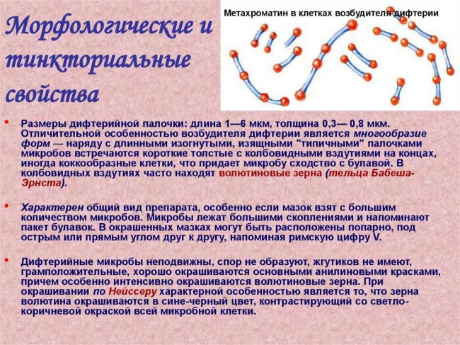 Возбудитель туберкулеза — коварная и опасная палочка коха