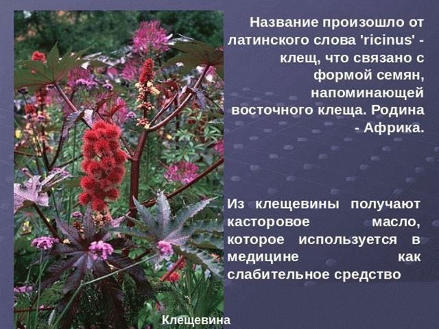 От чего помогает касторовое масло