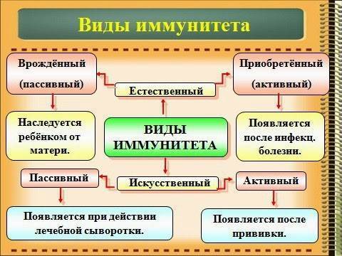 Пассивный иммунитет человека: естественный и искусственный