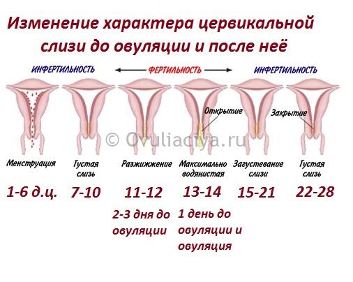 Мажущие выделения в середине цикла