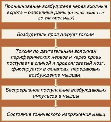 Столбняк у человека – как возникает заболевание и чем его лечить?