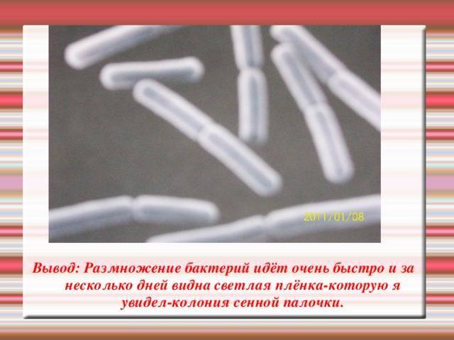 Сенная палочка: использование для сада и огорода, как вырастить. значение для человека | (фото & видео) +отзывы