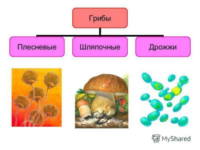 Презентация по окружающему миру на тему " царство живой природы. бактерии" ( 2 класс)