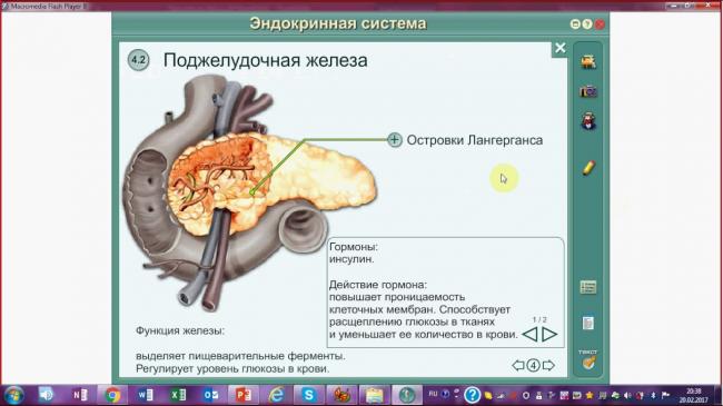 Состав и функции желчи в организме человека