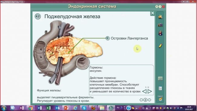 Гормоны поджелудочной железы. островки лангерганса. соматостатин. амилин. регуляторные функции гормонов поджелудочной железы.