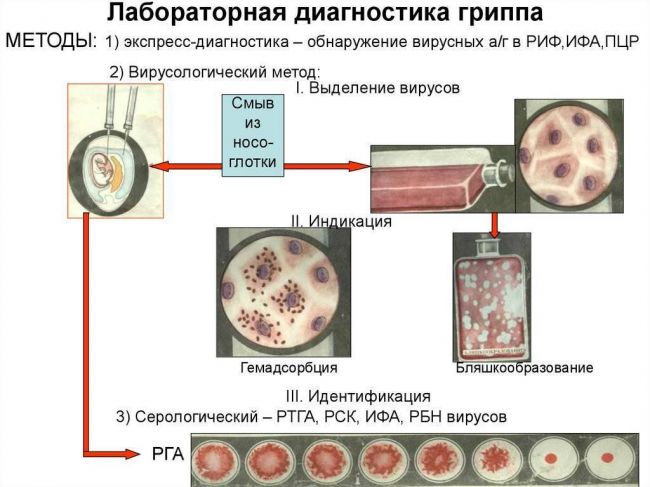 Бактериальная инфекция по анализу крови у детей: методы определения и отличие от вирусных инфекций