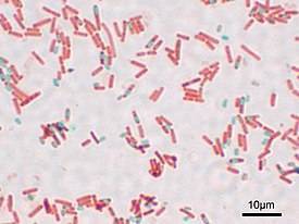 Сенная палочка (bacillus subtilis): характеристика, роль в организме человека, применение