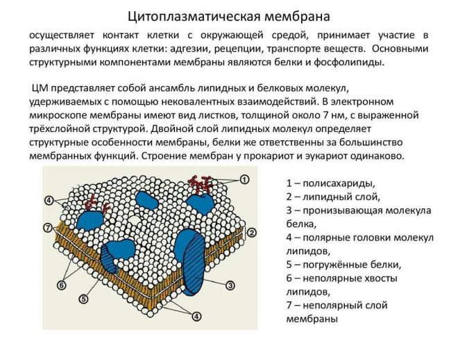 Принцип и задачи систематики бактерий