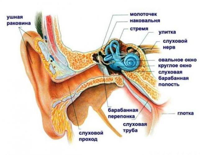 Причины и лечение звона в ушах