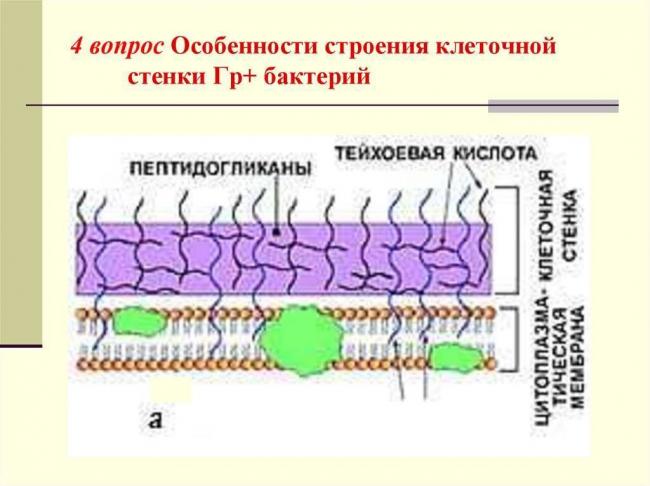 Значение пилей в жизни бактерий