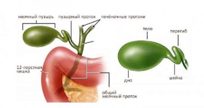 Дискинезия – симптомы, лечение, диета, дискинезия у детей