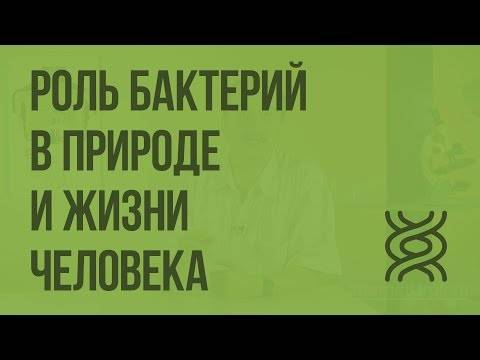 Бактерии и их роль в функционировании живой природы
