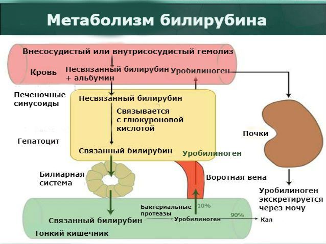 Продукты и диета при повышенном билирубине в крови