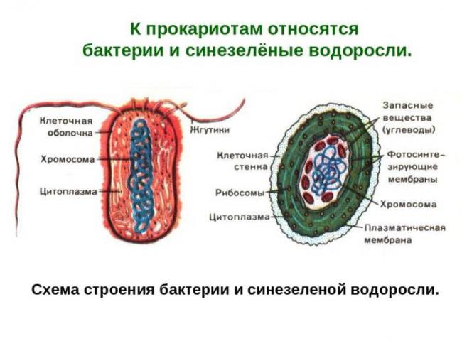 Функции, строение и особенности бактериальной оболочки