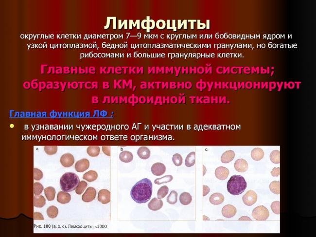 Лимфоциты