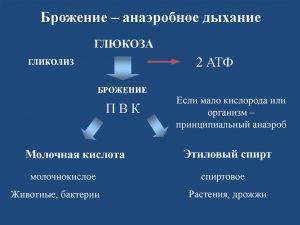 Брожение – энергия для бактерий, польза для человека