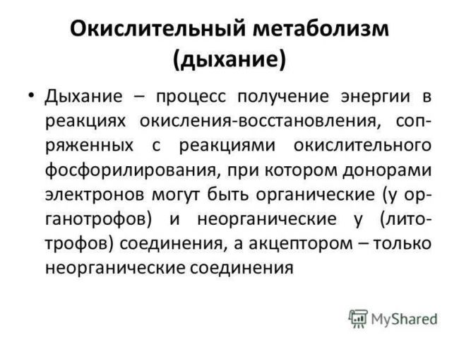 Жизнь на планете всем обязана анаэробным и аэробным бактериям