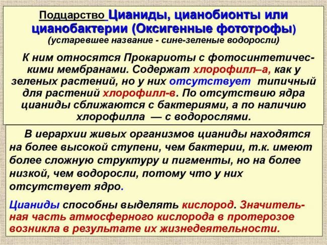 Царство бактерий