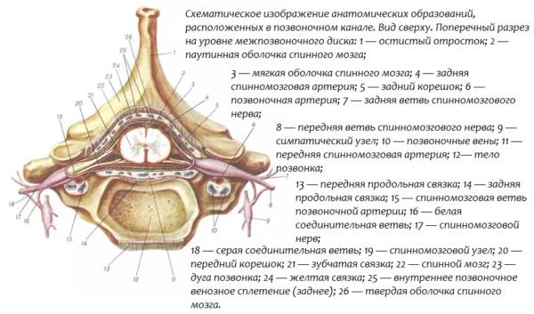 Сколько отделов в позвоночнике человека сколько костей