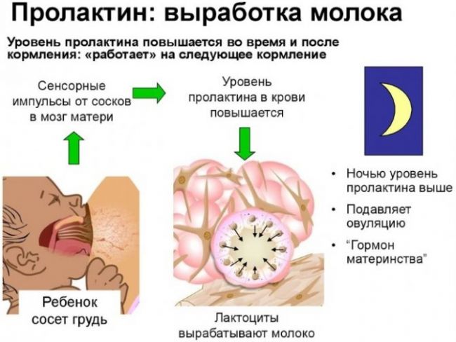 Пролактин