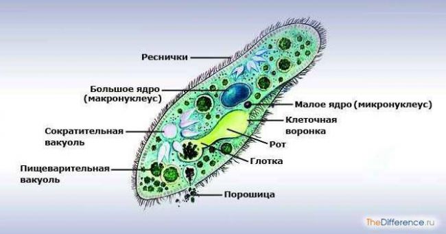 Строение и классификация простейших одноклеточных организмов