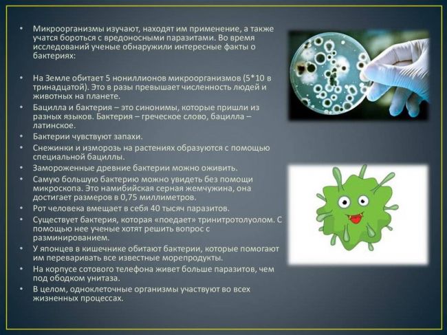 Эти уникальные одноклеточные бактерии