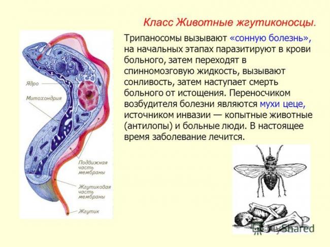 Сонная болезнь - симптомы, возбудитель, профилактика и лечение