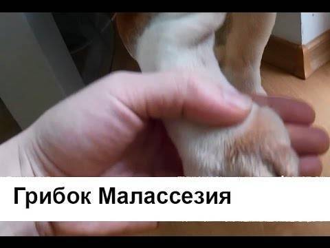 Дерматит у собаки – симптомы, диагностика, лечение 2020