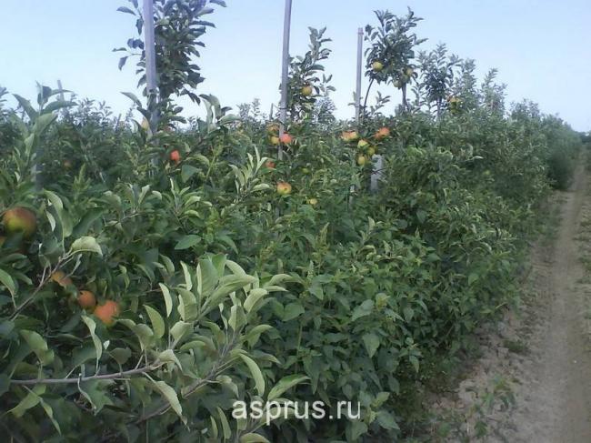 Введите код, указанный на картинке