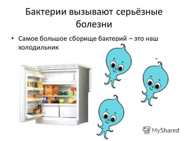 Презентация по окружающему миру на тему " царство живой природы. бактерии" ( 2 класс)