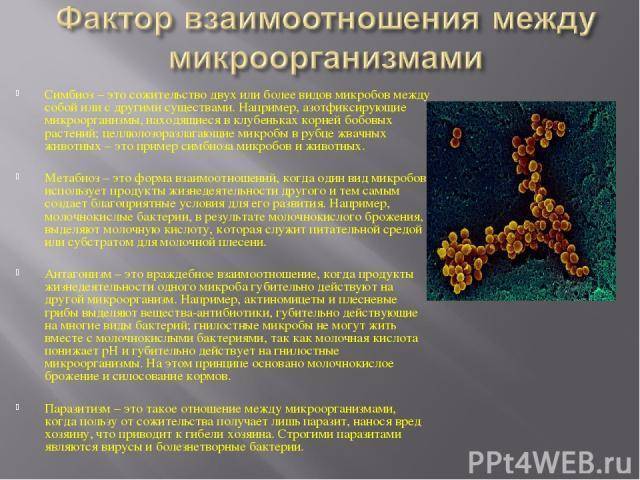 Польза и вред бактерий для человеческого организма