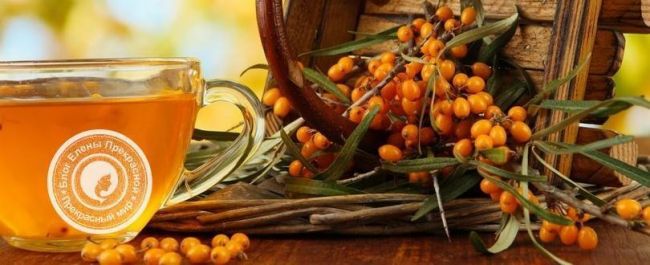 Как использовать облепиховое масло при кашле