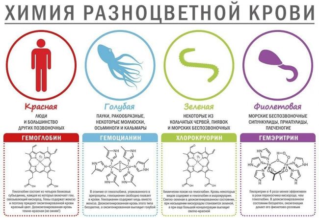 Влияние группы крови на характер и здоровье человека