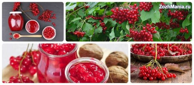 Калина от кашля – рецепты для детей