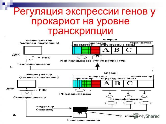 Презентация на тему: "регуляция экспрессии генов. известно, что гены определяют структуру всех молекул, из которых состоят клетки живых организмов, контролируют все метаболические.". скачать бесплатно и без регистрации.